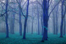 foggy trees22